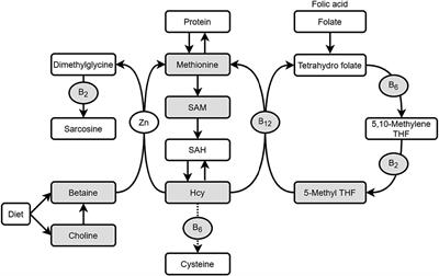 Assessment of blood one-carbon metabolism indexes during mid-to-late pregnancy in 397 Chinese pregnant women